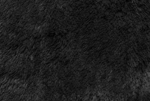 San Francisco Shag image 5